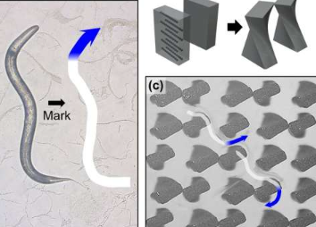 用磁可重构微形貌引导蠕虫运动