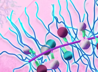 瓶刷形分子携带药物组合以对抗癌症