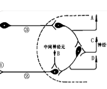 研究重点是下丘脑和海马体之间突触的可塑性