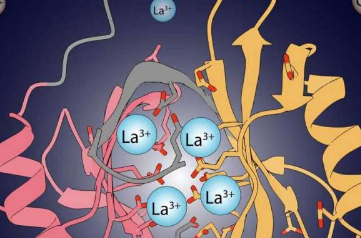 Lanpepsy是一种新型蛋白质可高度特异性结合镧系元素