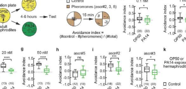 科学家解释感染如何产生遗传多样性