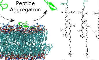 细胞膜如何影响阿尔茨海默病中肽的发展的新见解