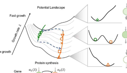 细胞增长率如何重塑细胞命运决定格局