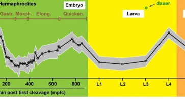 为动物发育提供重要见解生物学家确定单个细胞类型的进化年龄