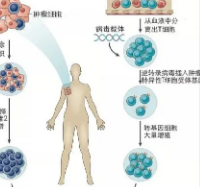 各种癌症中的转座因子可用于开发新型免疫疗法