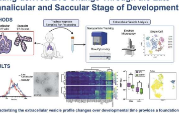 细胞外囊泡可能是早产儿肺部疾病严重程度的标志
