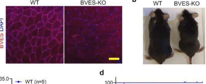 研究人员调查蛋白质BVES及其在肌营养不良症中的重要作用