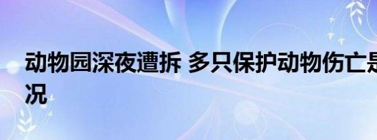 动物园深夜遭拆 多只保护动物伤亡是什么情况