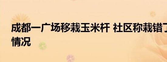 成都一广场移栽玉米杆 社区称栽错了是什么情况