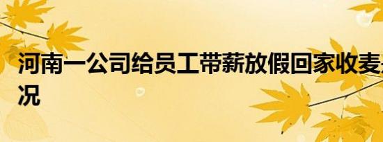 河南一公司给员工带薪放假回家收麦是什么情况