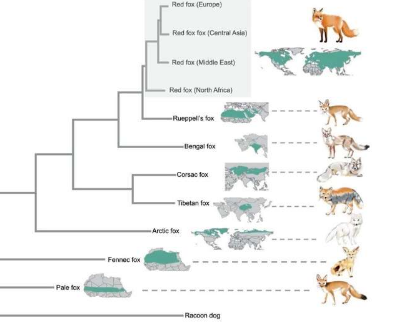 遗传变异选择和杂交都有助于狐狸适应沙漠