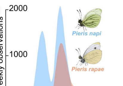 蝴蝶的季节性专业化决定了对气候变化的反应