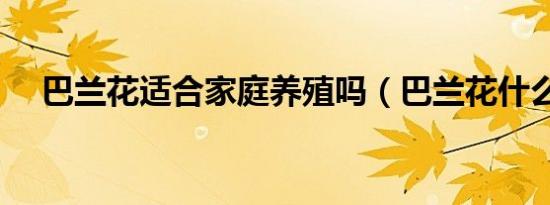 巴兰花适合家庭养殖吗（巴兰花什么样）