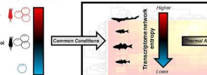 科学家发现海洋和河流变暖导致鱼类基因组变化