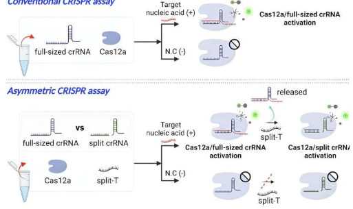 研究人员提高CRISPR诊断技术的功效和效率