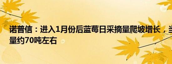 诺普信：进入1月份后蓝莓日采摘量爬坡增长，当前日采摘量约70吨左右