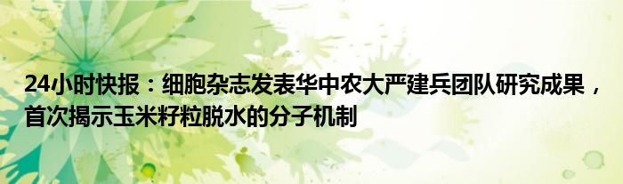 24小时快报：细胞杂志发表华中农大严建兵团队研究成果，首次揭示玉米籽粒脱水的分子机制